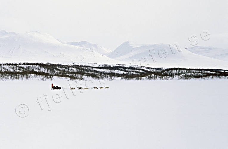 draghund, draghundar, draghundtur, fjll, fjllfolk, fjlltoppar, fjllvy, hundfrare, kallt, sldfrd, sldhund, sldhundar, sldhundtur, sn, uteliv, vidder, vinter, vita, vitt, vyer, ventyr