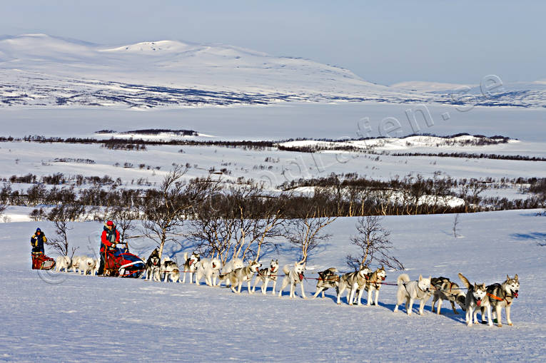 Hundspann mot Essandsjön Norge draghundar, Essandsjön, fjäll, fjällandskap, fjällsjö, samojed, samojeder, siberian husky, vinter, äventyr