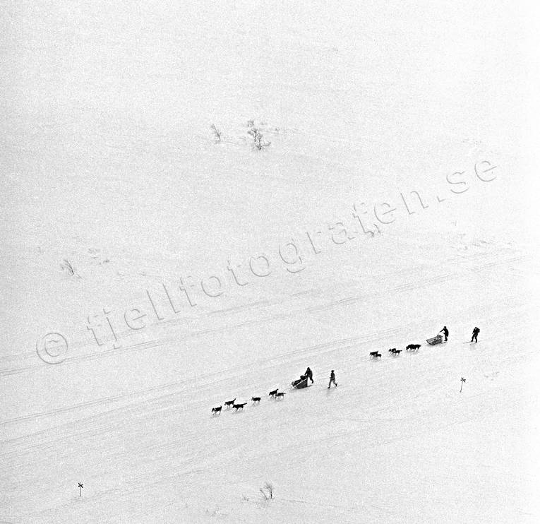 Hundspann på fjället draghund, draghundar, draghundtur, hundspann, slädfärd, slädhund, slädhundar, uteliv, vinter, äventyr