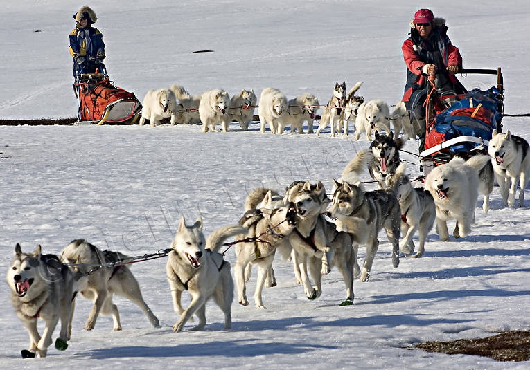 action, draghund, draghundar, fart, hund, hundar, hundsläde, hundspann, samojed, siberian husky, slädhund, snö, vinter, vårvinter, äventyr