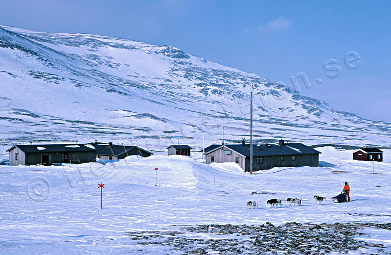 draghund, draghundar, draghundtur, fjll, fjllstation, hundspann, sldfrd, sldhund, sldhundar, sylarna, uteliv, vinter, ventyr