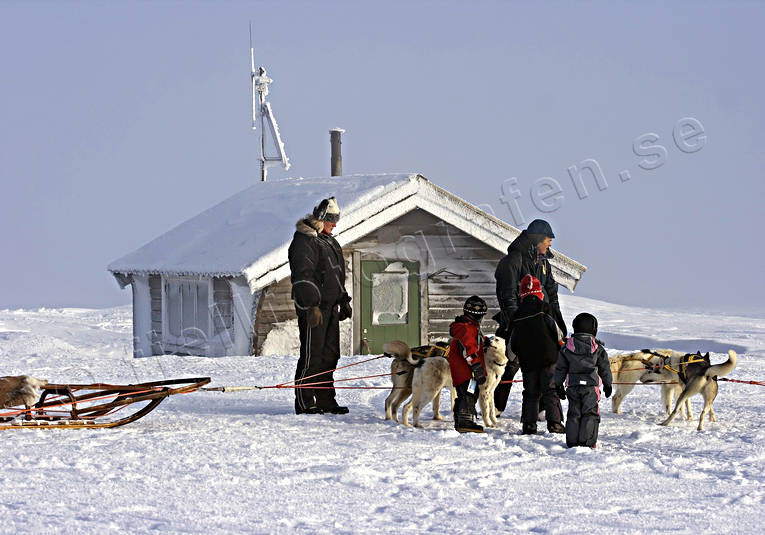 draghund, draghundar, fjll, fjllen, friluftsliv, sldhund, sn, turism, uteliv, vinter, ventyr