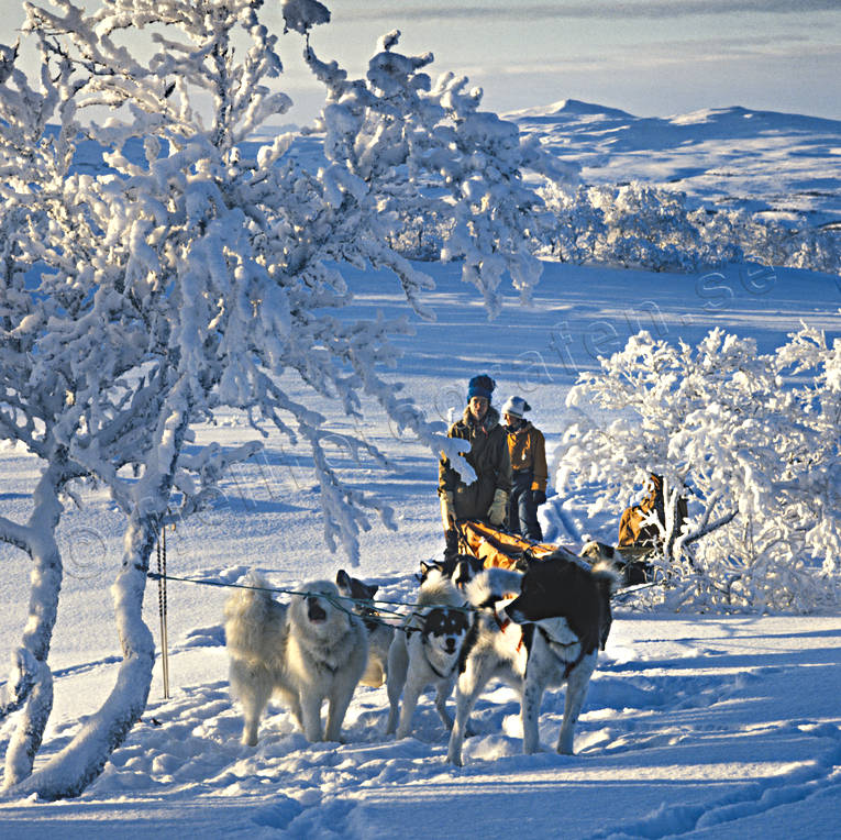 djur, dggdjur, fjll, fjllandskap, friluftsliv, grnlandshund, grnlandshundar, sldfrd, sldhund, sn, sport, uteliv, vinterbild, vinterfjll, vinterlandskap, vinterskrud, vinterstmning