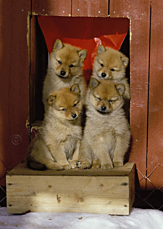 Hundvalpar av Finsk spets djur, däggdjur, finnspets, finsk spets, hund, hundar, hundvalpar, kull, rödsupp, valpar, valpkull