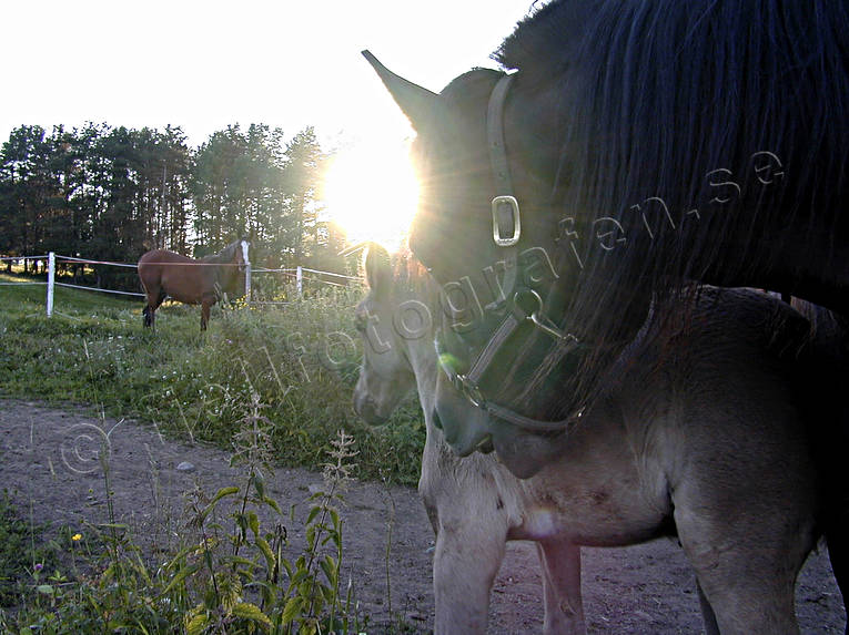 Hästar i motljus djur, däggdjur, husdjur, häst, hästar, hästhage, motljus, sommar