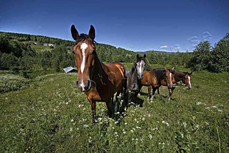 Hästar på bete betesmark, djur, däggdjur, häst, hästar, sommar, årstider