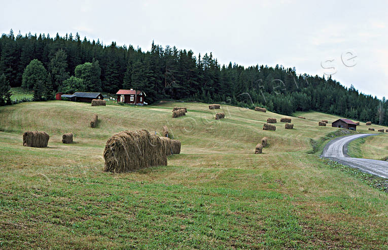 Höhässjor arbete, Berge, hässja, höhässja, höhässjor, jordbruk, Jämtland, Landskap, sommar, åkermark