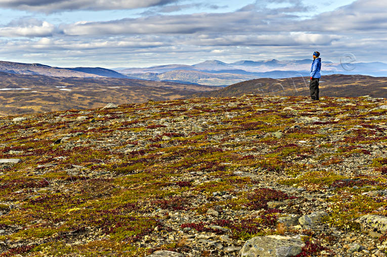 Höst på fjället fjäll, fjällhed, höst, höstfärger, Jämtland, Landskap, Ullådalen, utsikt, vy