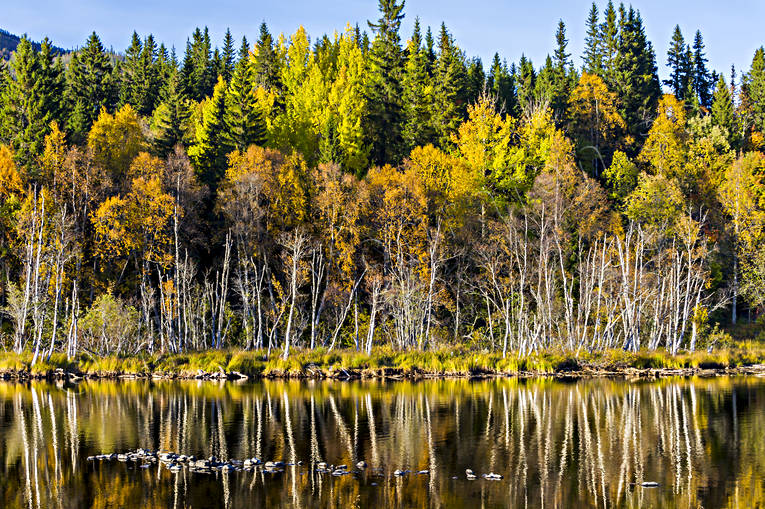 Höstfärger vid Indalsälven höst, höstfärger, höstlöv, Indalsälven, Jämtland, Landskap, lövträd, skog, spegelbild, vattendrag, årstider
