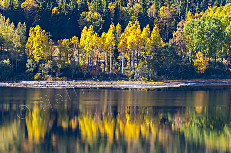 gult, höst, höstfärger, höstlöv, Jämtland, Landskap, sjö, skog, spegelbild, strand, träd, årstider