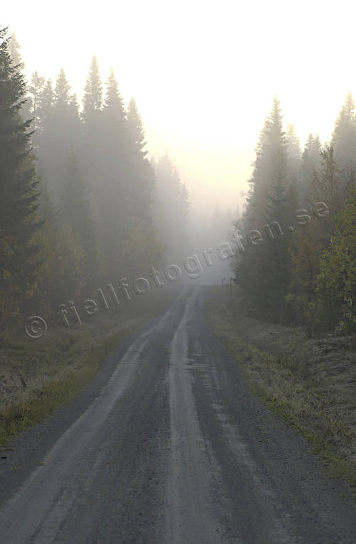Höstmorgon efter grusväg biltrafik, dimma, grusväg, höst, kommunikationer, landfart, morgon, trafik, väg