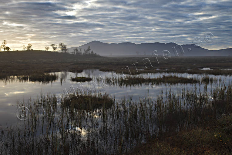 Höstmorgon på myren dimma, dimmor, dimslöjor, gryning, höst, höstfärger, Jämtland, Landskap, morgon, morgondimma, myr, natur, stämning, stämningsbild, stämningsbilder, årstid, årstider