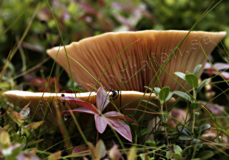 biotop, blad, hst, hstfrger, natur, srmningsbilder, stmning, svamp, svampar, svampskogen, rstid, rstider