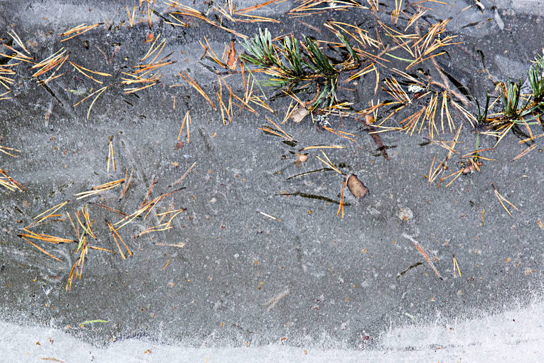 Is på vattenpöl frostnatt, frusen, höst, is, nyis, tallbarr, vattenpöl, årstid, årstider