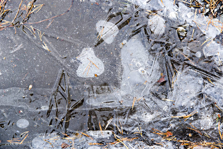 Is på vattenpöl frostnatt, frusen, höst, is, nyis, tallbarr, vattenpöl, årstid, årstider