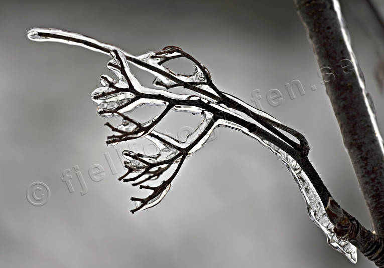 fruset, gren, is, kallt, nedisning, regn, rimfrost, underkylt, vinter, rstider