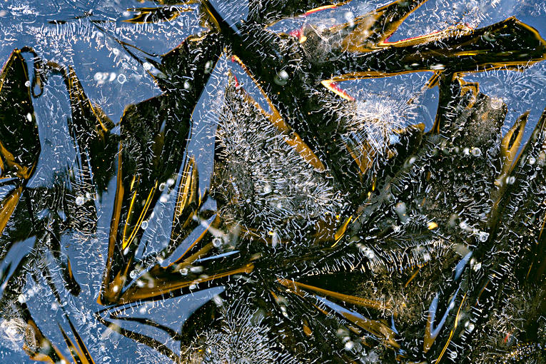 Isformationer formationer, fruset, is, isformationer, iskonst, mönster, natur, naturkonst, sjö, sjöis