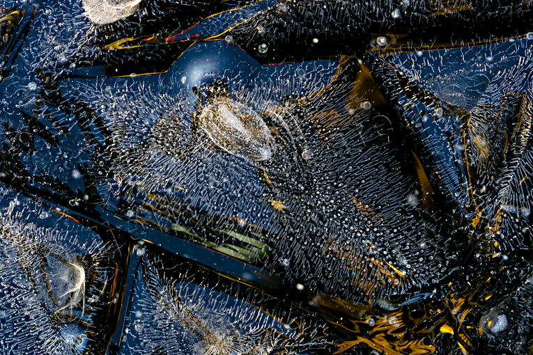 Isformationer formationer, fruset, is, isformationer, iskonst, mönster, natur, naturkonst, sjö, sjöis