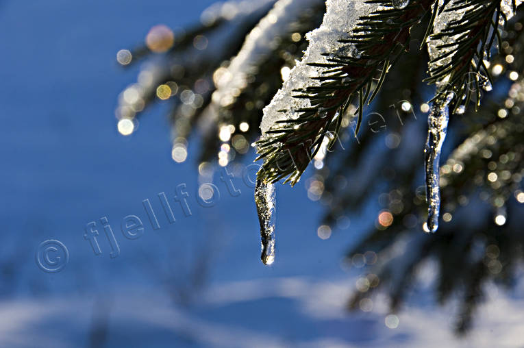 gran, granris, jul, julbilder, julkort, julstmning, stmning, stmningsbild, stmningsbilder, vinter, vinterbilder, rstid, rstider