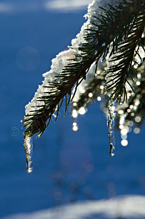 gran, granris, jul, julbilder, julkort, julstmning, stmning, stmningsbild, stmningsbilder, vinter, vinterbilder, rstid, rstider
