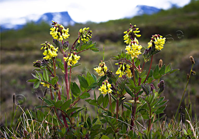 Abisko, astragalus frigidus, biotop, biotoper, blommor, fjll, fjllblomma, fjllblommor, fjllen, isvedel, Lapporten, natur, vxter