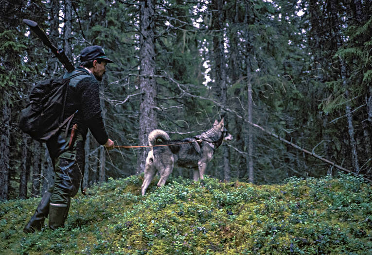 jakt, jgare, jmthund, ledhund, ledhundsjakt, skogsjakt, lghund, lgjakt