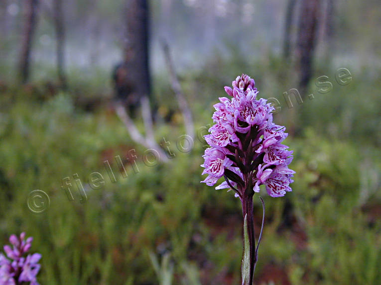 Jungfru Marie nycklar biotop, biotoper, blomma, blommor, jungfru marie nycklar, natur, orkide, skog, skogar, skogsmark