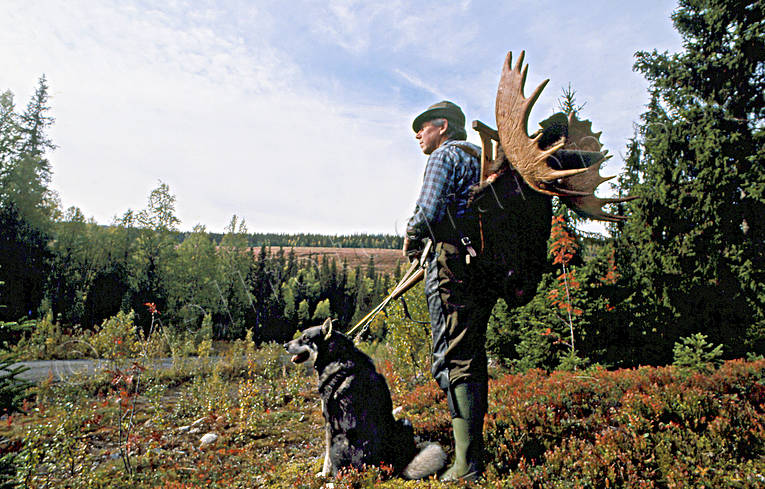 Jägare med 17-taggad krona jakt, jakt älgjakt, jägare, jämthund, älgjakt, älgjägare, älgkrona