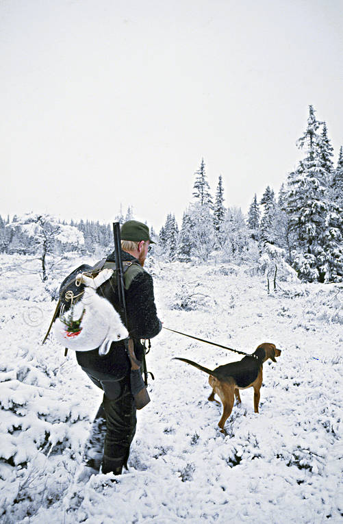 Jägare med skjuten hare hare, harjakt, hund, hundar, jakt, schiller, schillerstövare, stövare