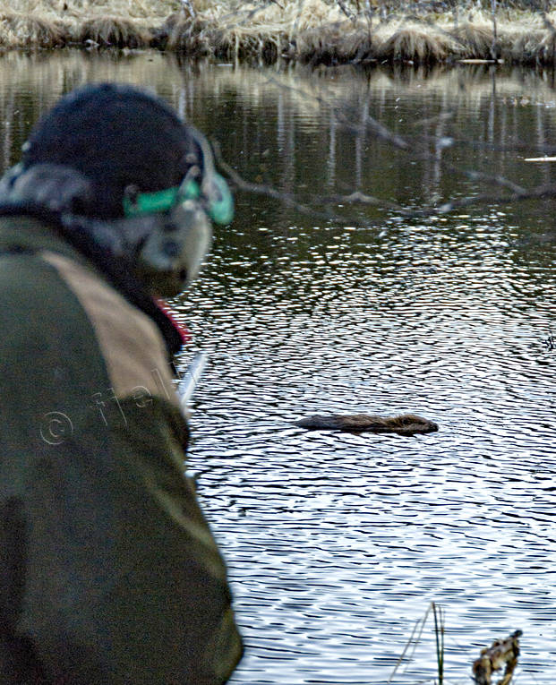 Jägare och simmande bäver bäver, bäverjakt, jakt, jägare, simmande, smyga, smygjakt, vakta, vaktjakt