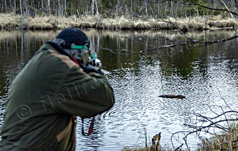 Jägare och simmande bäver bäver, bäverjakt, jakt, jägare, simmande, smyga, smygjakt, vakta, vaktjakt