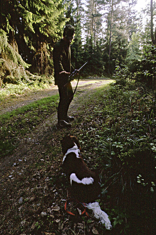 Jägare platsar sin hund bockjakt, hund, jakt, jägare, mynsterländer, platsa, rådjur, rådjursjakt