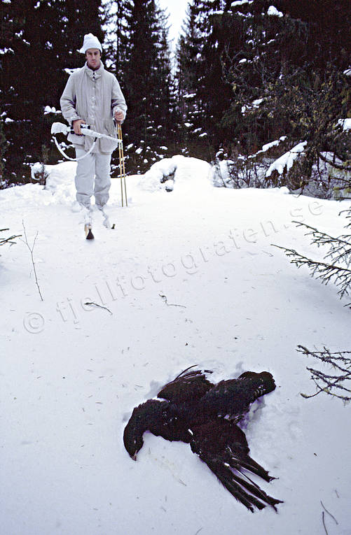 Jägare skidar mot skjuten tjädertupp fågeljakt, jakt, skjuten, tjäder, tjädertupp, toppfågel, toppfågeljakt, toppfågeljägare, toppjakt, vinter