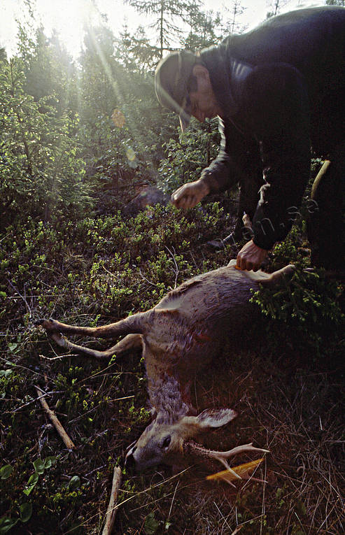 Jägare tar ur råbock bockjakt, jakt, jaktbyte, jägare, råbock, rådjur, rådjursjakt, vårjakt