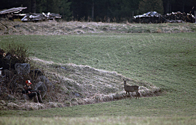 Jägare vaktar på rådjur bockjakt, jakt, jägare, passa, rådjur, rådjursjakt, vårjakt