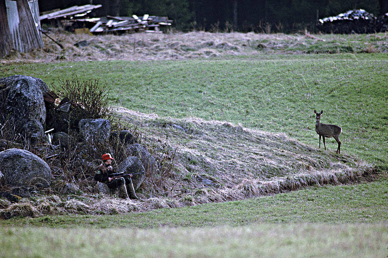Jägare vaktar på rådjur bockjakt, jakt, jägare, rådjur, rådjursjakt, vaktjakt, vårjakt