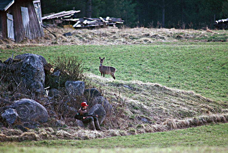 Jägare vaktar på rådjur bockjakt, jakt, jägare, passa, rådjur, rådjursjakt, vårjakt