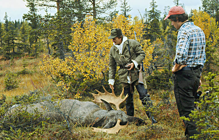 Jägare vid fälld älgtjur femtontaggare, jakt, jakt älgjakt, älg, älghorn, älgjakt, älgjägare