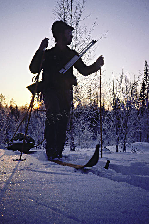 Jägare åker skidor i gryning fågeljakt, gryning, jakt, pulka, skidior, soluppgång, toppfågel, toppfågeljakt, toppjakt, vinte