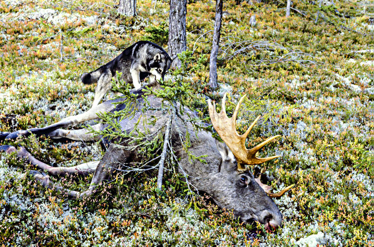 Jämthund vid skjuten älg hornkrona, jakt, jämthund, oxe, river ragg, skjuten, tjur, älg, älgjakt, älgoxe, älgtjur