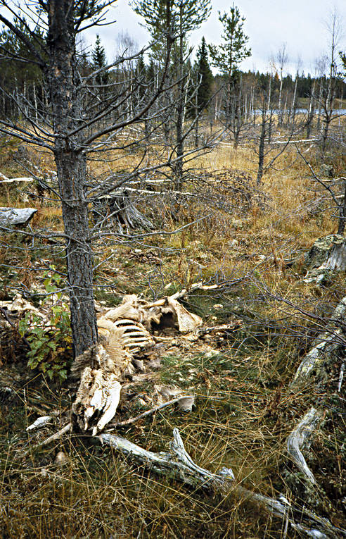 betning, djur, dggdjur, dd, kadaver, skogsplantering, skogsskador, svlt, lg, lgar, lgbete, lgkadaver, verbetning