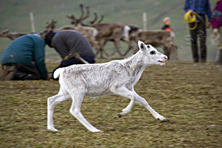 Kalvmärkning på fjället, renkalv arbete, djur, däggdjur, fjäll, kalvmärkning, kultur, ren, renar, renkalv, renskötsel, samekultur, vit