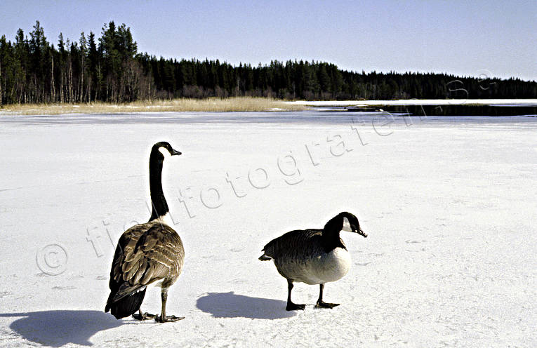 Kanadagäss på is djur, fåglar, gås, gäss, is, kanadagås, kanadagäss, vår