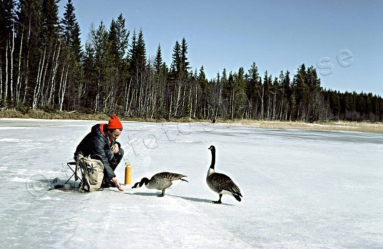 Kanadagäss vid fiskare på is djur, fåglar, gås, gäss, kanadagås, mata