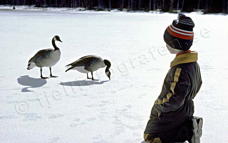 Kanadagäss vid pojke på is djur, fåglar, gås, gäss, kanadagås, mata, pojke