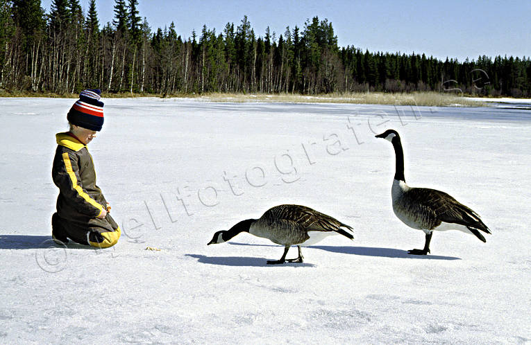 Kanadagäss vid pojke på is djur, fåglar, gås, gäss, kanadagås, mata, pojke