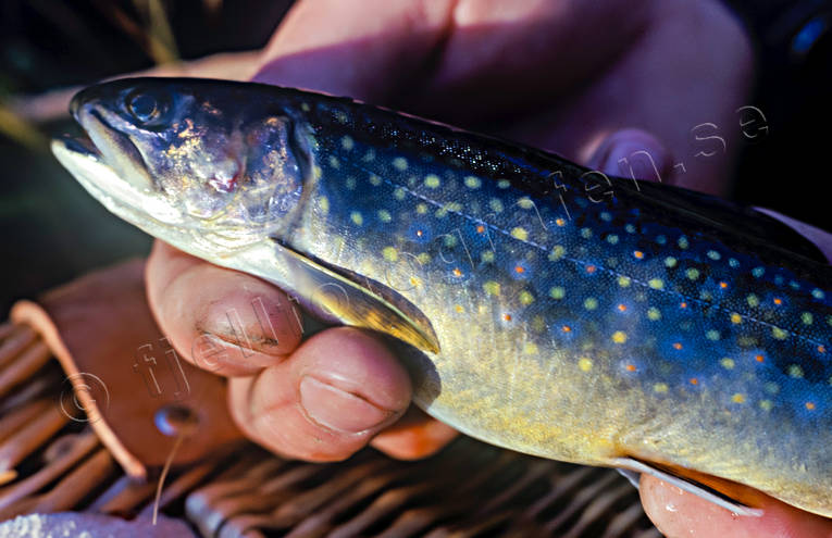 Kanadensisk bäckröding bäckmete, bäckröding, djur, fiskar, fiske, kanadensisk bäckröding, mete, sportfiske