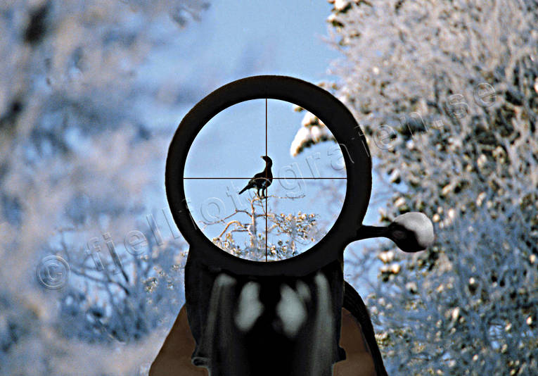 Kikarsikte med tupp © toj-05654 avståndsmätning, jakt, kikarsikte, sikte, toppfågel, toppfågeljakt, vapen