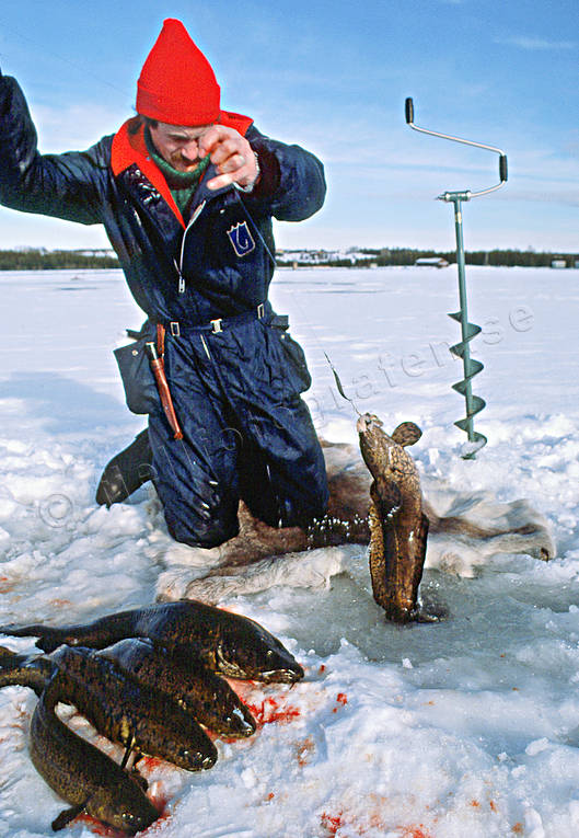 Kikmete efter lake fiske, Kattstrupesjön, kikmete, lakfiske, pimpel, pimpelfiske, sjö, sportfiske, vinterfiske