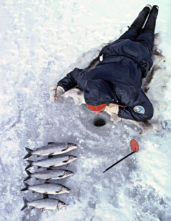 Kikmete efter sik fisk, fiskare, fiske, kikmete, pimpel, pimpelfiske, pimpla, sik, sportfiske, vinterfiske